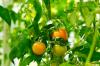 Tomat Ida Gold: dyrking, stell og høstetid