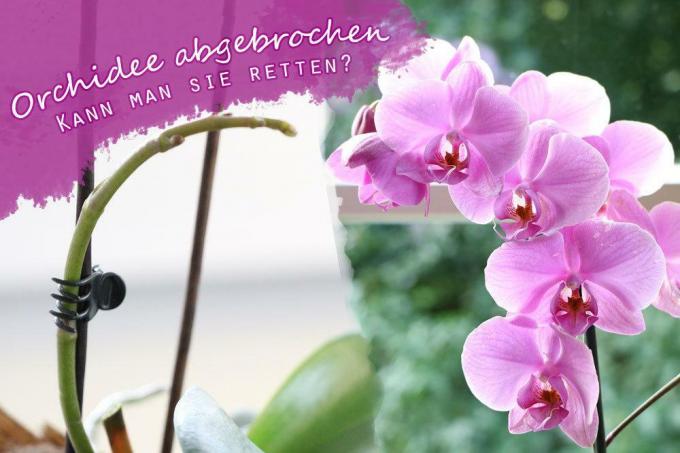 Zrušená orchidea