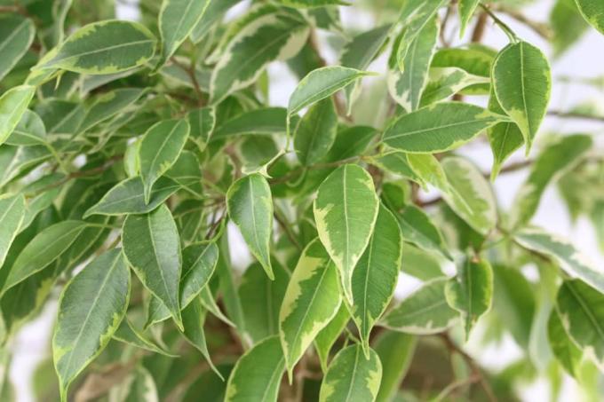 Ficus Benjamina – nutt joon