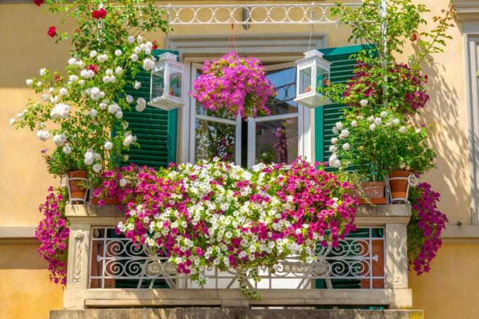 Balkonas su spalvingais kabantys augalais