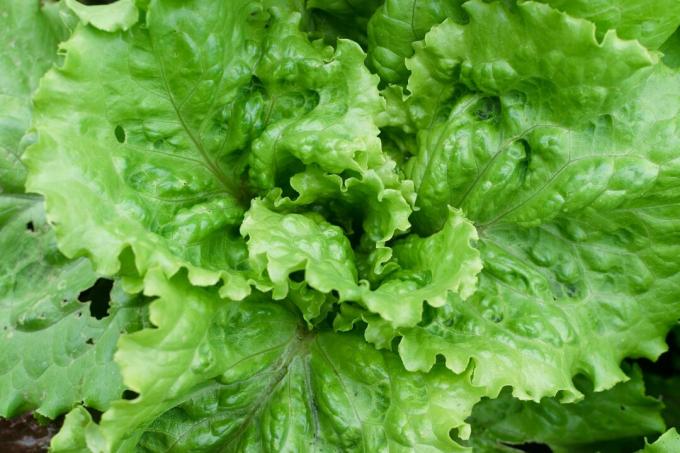 Salata de batavia verde