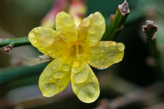 Ziemas jasmīna zieds