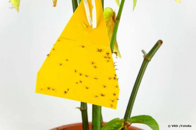 Gele stickers tegen schimmelmuggen