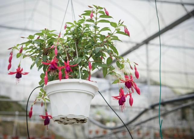 Fuchsia with pink flowers in a hanging basket in a greenhouse