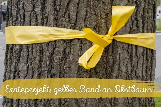 Harvest project: yellow ribbon on fruit tree | Meaning - cover picture