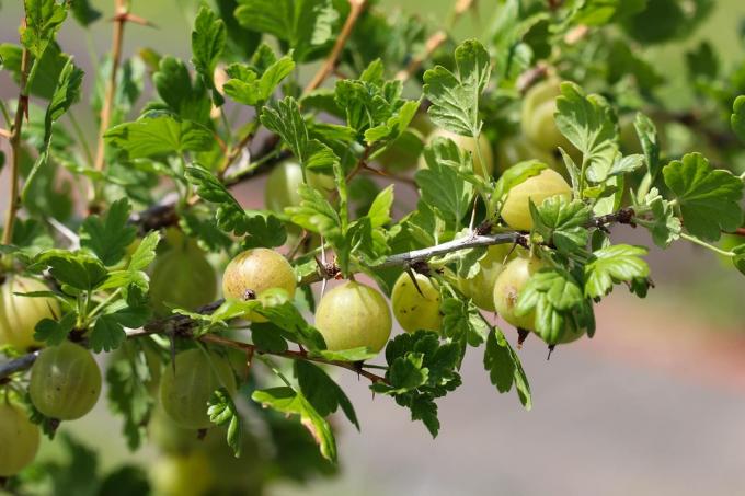 דומדמניות (Ribes uva - crispa)