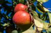 Apple 'Merkur': potret apel musim gugur