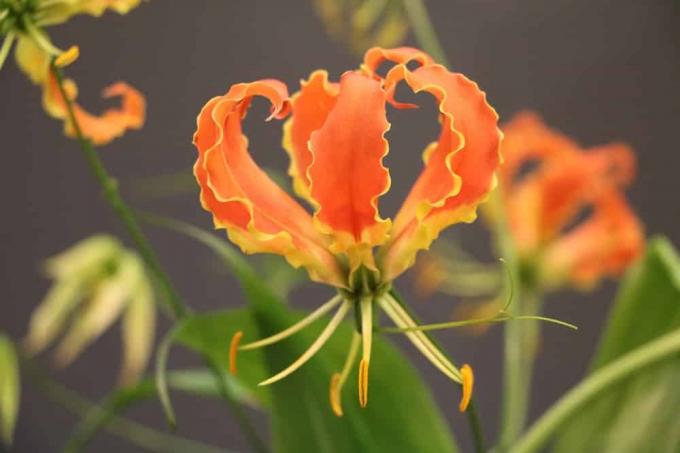 afrykańska lilia pnąca - korona chwały - gloriosa rothschildiana