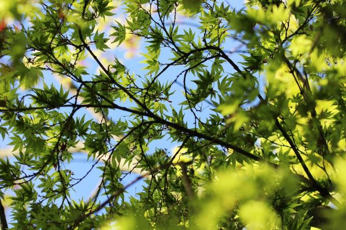 Japonski javor - Acer palmatum