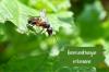 Identificeer koningin mier met foto: grootte en kenmerken