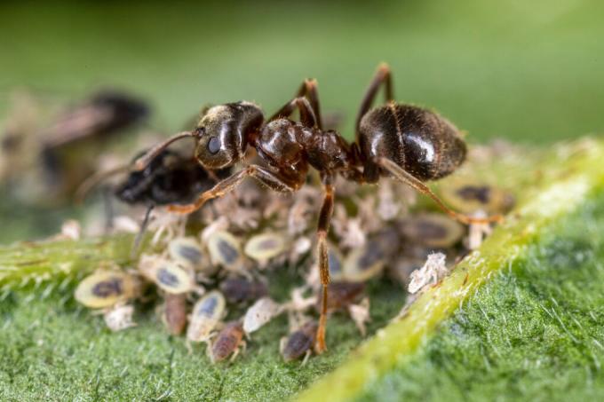 النمل على الكهرابي