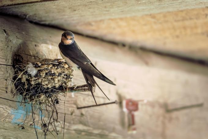 Barn swallow in the nest