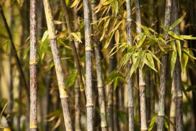 bambuko rudi lapai