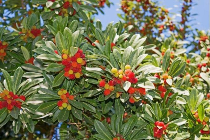 Arbousier à fleurs rouges 'Rubra' (Arbutus unedo)