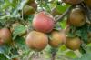Boskoop apple variety: taste & harvest time
