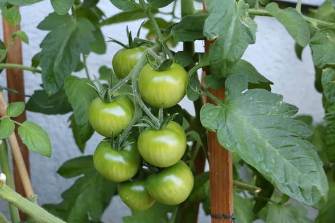 laat de groene tomaten rijpen