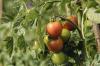 עגבניות Ruthje: גידול, טיפול וטעם
