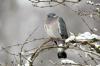 Дървен гълъб: размножителен сезон, храна, външен вид & Co