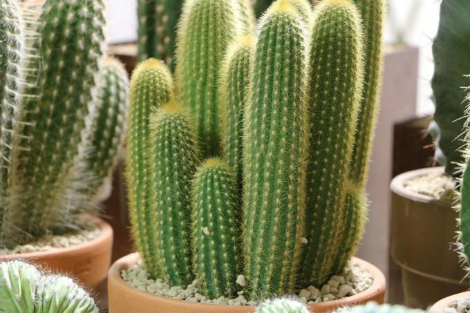 Cactus a colonna, cereus