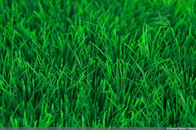 Umjetna trava - travnati tepih