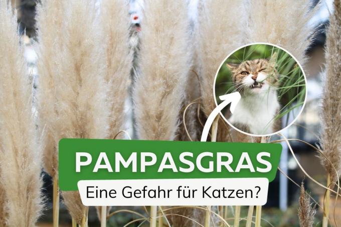 Pampas trava otrovna za mačke