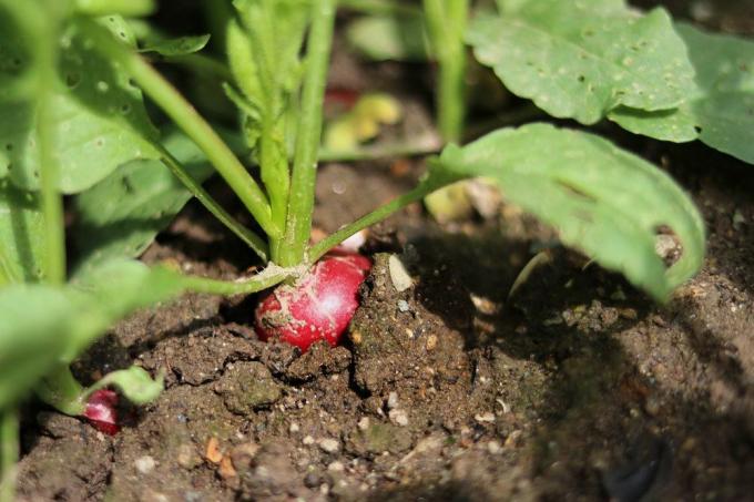Les radis poussent hors de la terre
