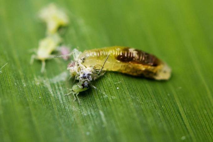 Yaprak üzerinde safra sivrisinek larvası