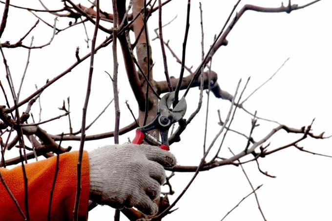 Winter pruning on the apple tree