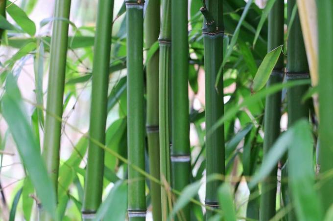 бамбук