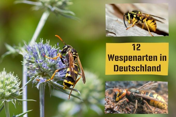 Specie di vespe in Germania