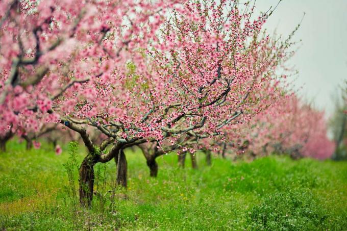 blooming peach trees on a green meadow