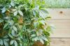 Crazy herbs for the raised bed: the top 5