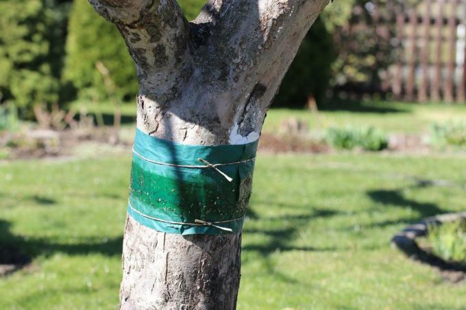 Līmējiet gredzenus uz kokiem pret kaitēkļiem