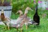 Ducks against snails: tips for keeping them