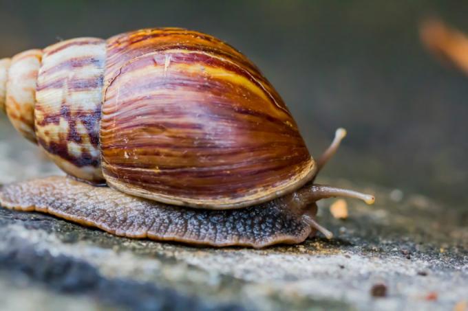 masterwort snails
