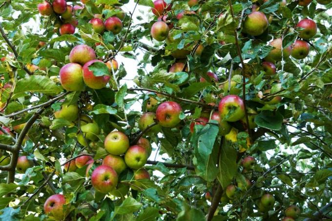 Apple tree with a good harvest