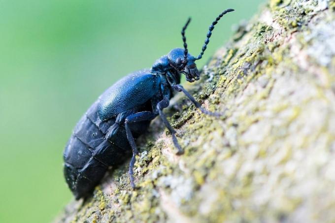 Kumbang minyak hitam-biru (Meloe proscarabaeus)