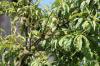 Persikoträd: Allt från plantering till styckning