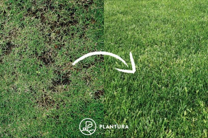 Comparação do gramado antes e depois do replantio