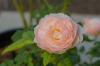 Angleške vrtnice: 15 najlepših sort
