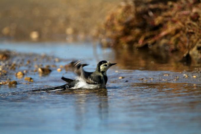 Wagtail in the water