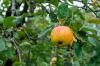 Jabolko Korbinians: okus in pridelava sorte jabolk