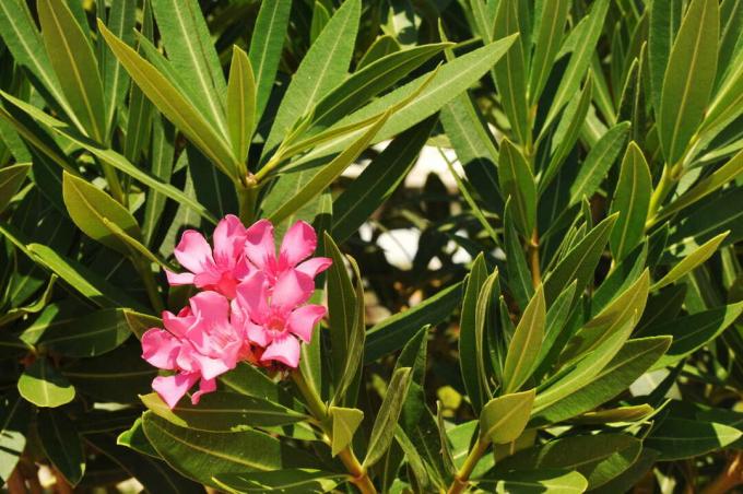 Oleander bush with pink flowers