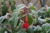 Fuchsias rustiques: conseils d'entretien & rempotage