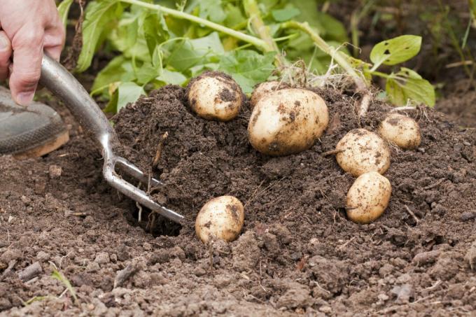 menggali kentang dengan hati-hati saat memanen