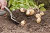 Bulvių derliaus nuėmimas: procedūra ir derliaus nuėmimo laikas