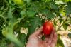 Sarkanais Zora tomāts: stādīšana un kopšana