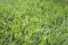 Mulching med gräsklipp: 13 saker att tänka på