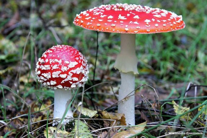Red fly agaric (Amanita muscaria)