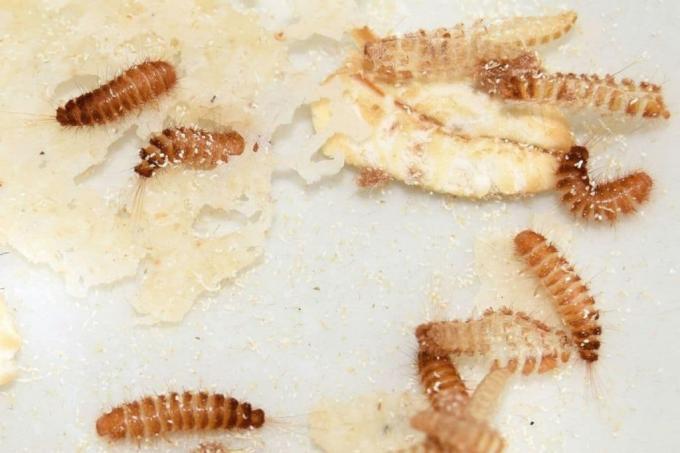 Gusanos en el baño - larvas de escarabajos de piel